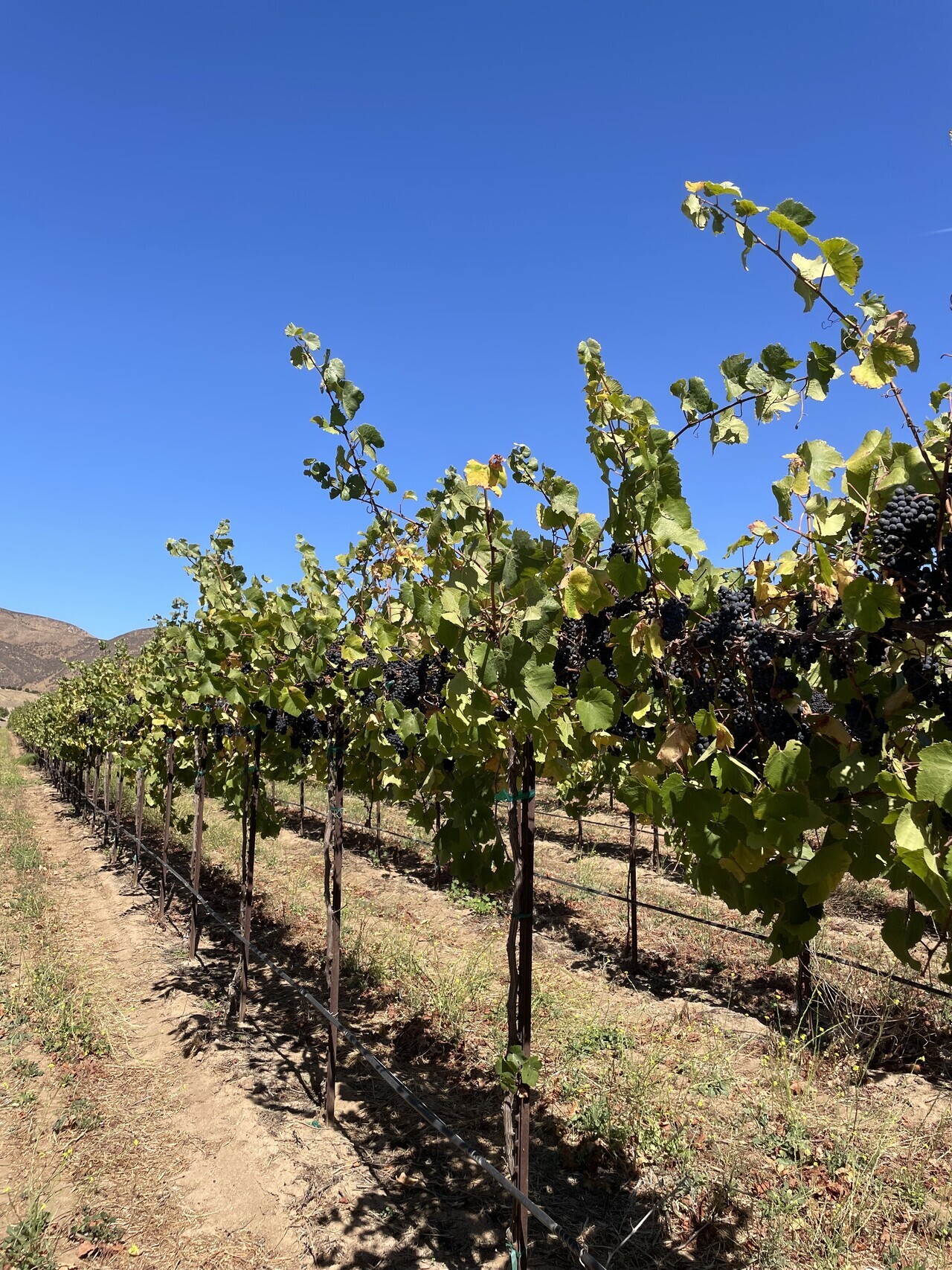 usa-vineyard-landscape