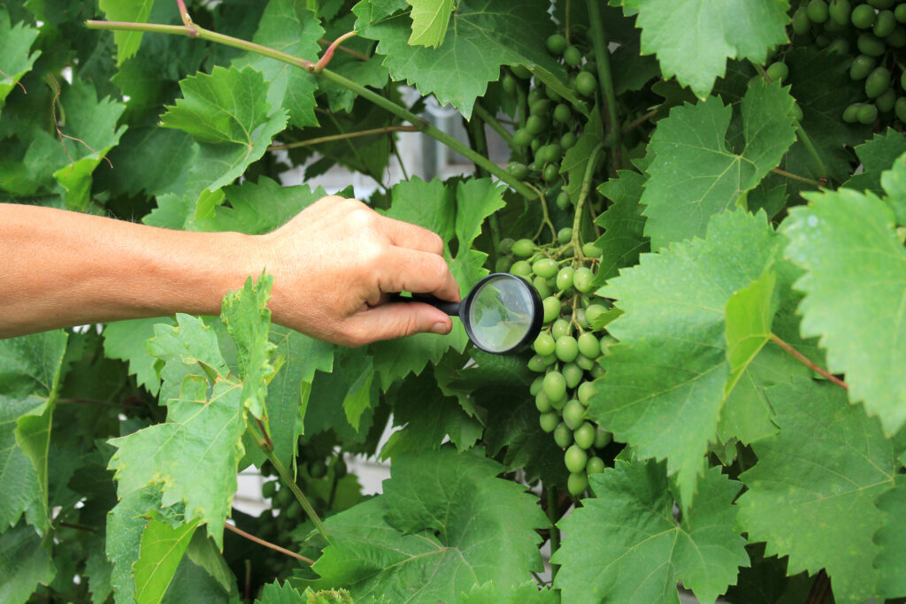 vine-disease-1024x683